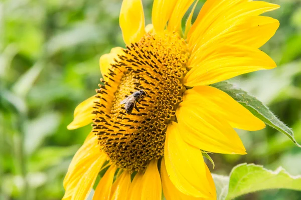 Fragment of a flower sunflower with bee