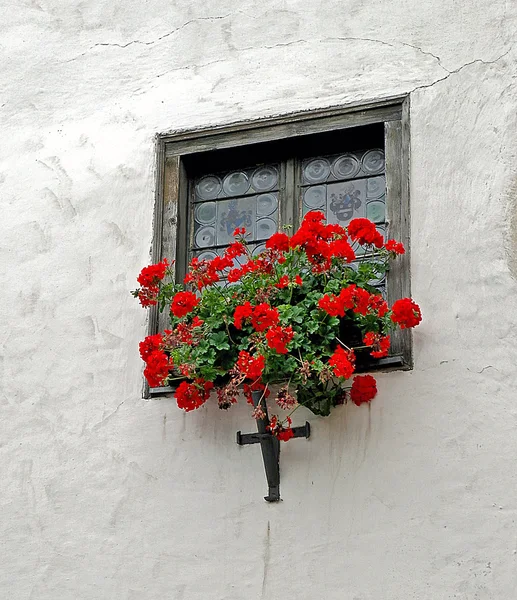 Red geraniums in window box
