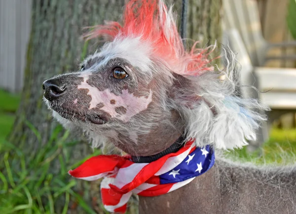 Patriotic Chinese Crested Hairless dog