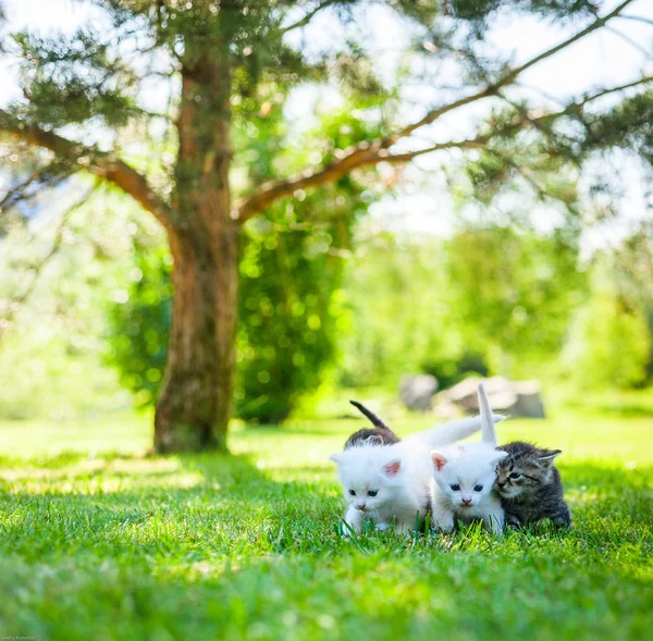 Kitten walking on the grass