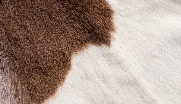 Brown and white fur texure