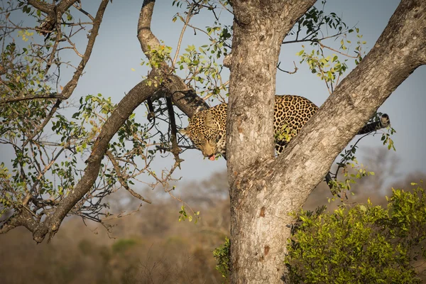 Leopard climbing down a tree