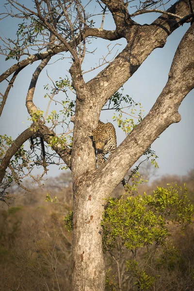 Leopard climbing down a tree