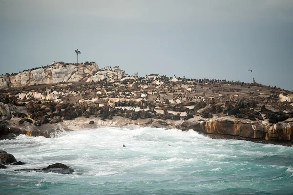 Seal Island in False Bay, South Africa