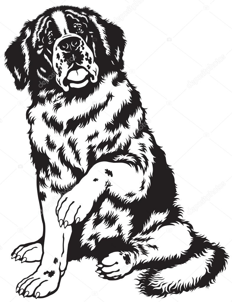 St. Bernard Hund schwarz und weiß — Stockvektor © insima 55189051