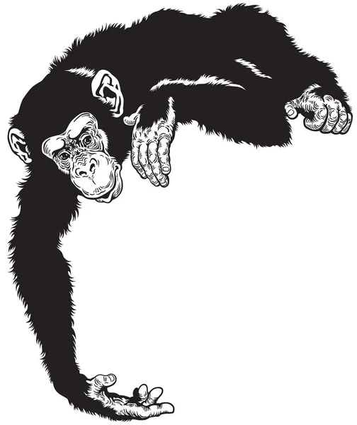 chimpanzee drawing graphic chimpanzee drawing graphic