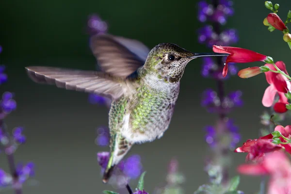 Hummingbird visits pink flowers with purple flowers in background