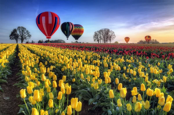 Hot air balloons over tulip field