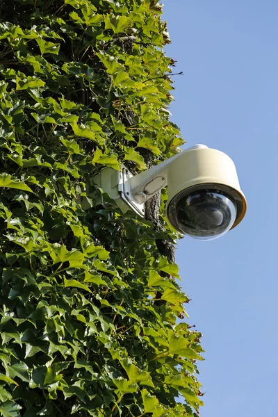 Surveillance camera on wall covered with ivy