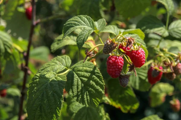 Closeup of raspberries on bush