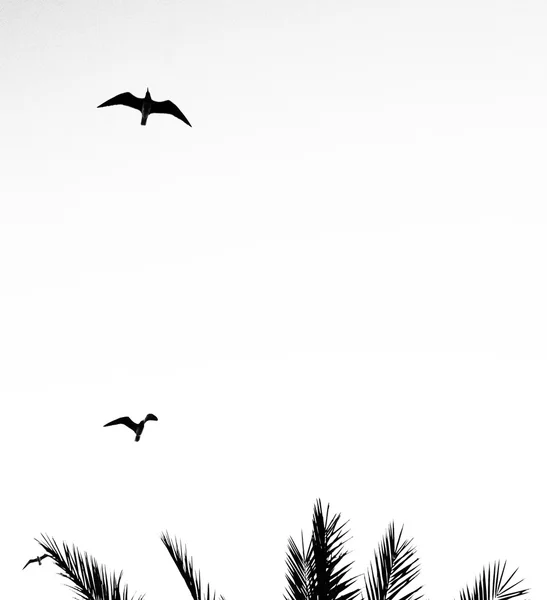 Birds flying over a palm tree