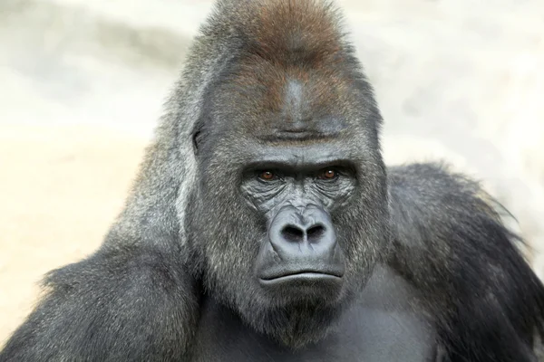 Bust portrait of a gorilla male on rock background.