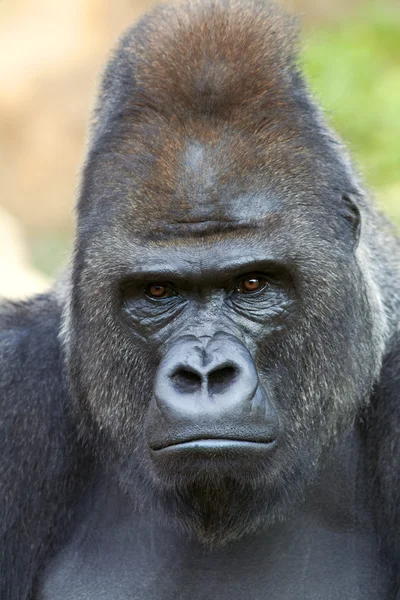 Closeup portrait of a gorilla male on rock background.
