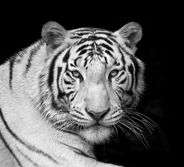 Menacing stare of a white bengal tiger. Black and white closeup portrait.