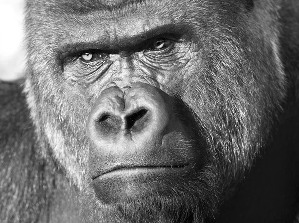 Black and white closeup face portrait of a gorilla male, severe silverback.