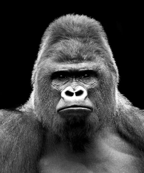 Black and white closeup portrait of a gorilla male, severe silverback.