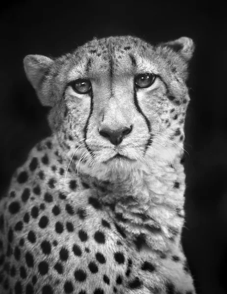 Black and white closeup face portrait of chetah.