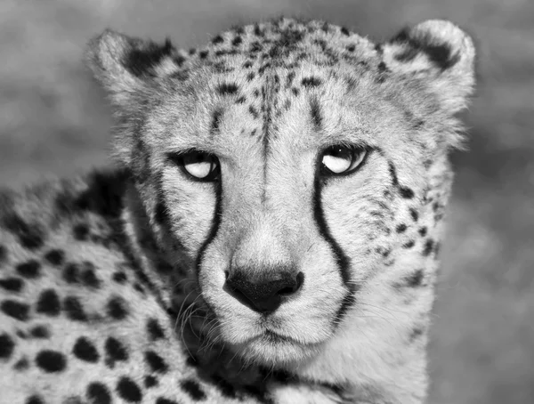 Black and white closeup face portrait of sunlit chetah.