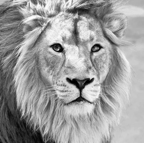 Black and white macro portrait of an Asian lion in high key.