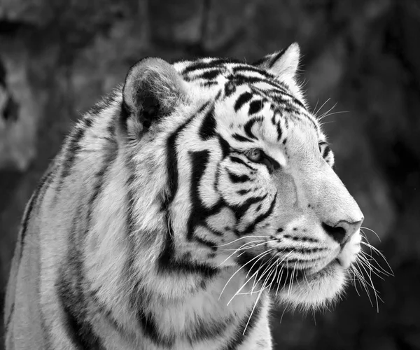 Black and white closeup portrait of white bengal tiger.