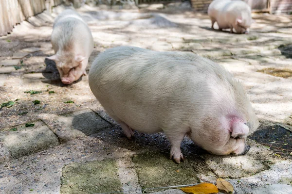 Farm pigs looking for food