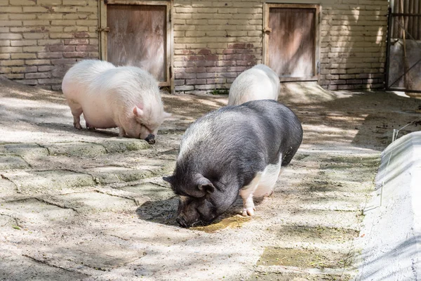 Farm pigs looking for food
