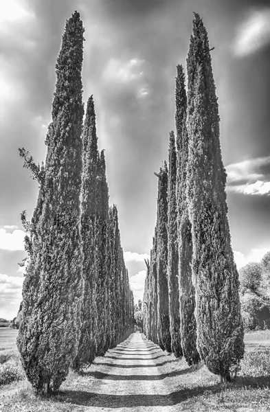 Cypress Alley at Villa Adriana (Hadrian\'s Villa), Tivoli, Italy