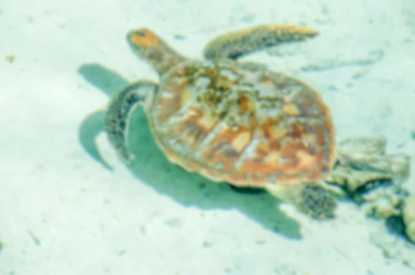 Defocused background of Sea Turtle floating in tropical lagoon