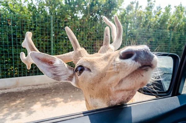 Hungry deer waiting for food through a car window