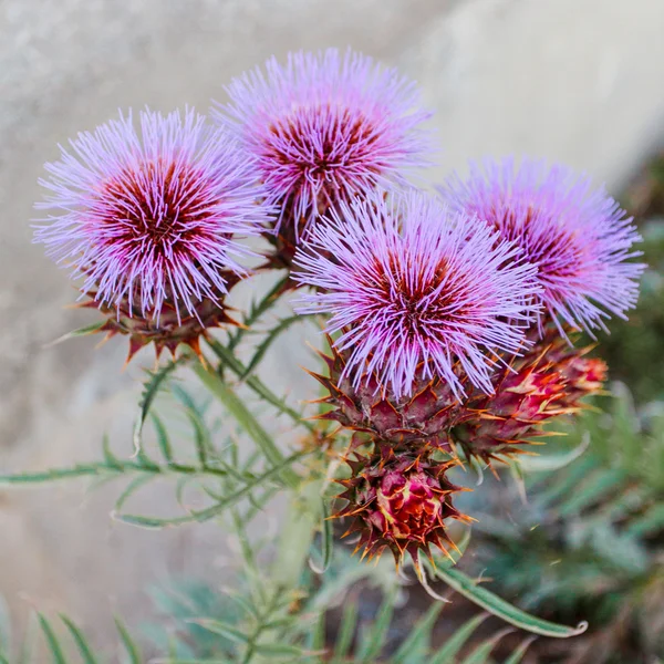 Milk Thistle growing in the Crimea