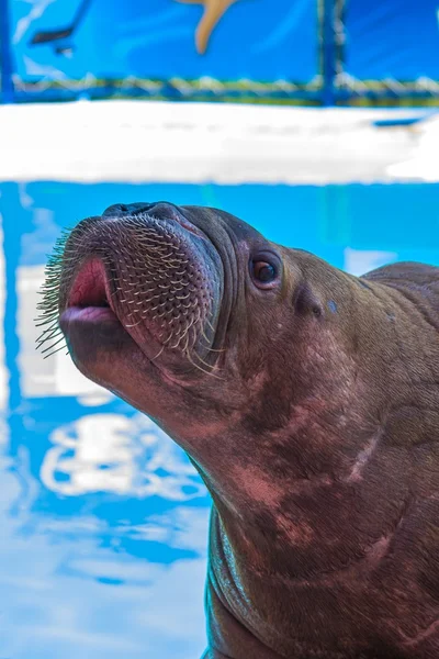 Dolphins and other marine animals performs trick