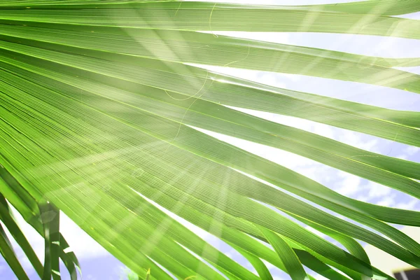 Palm leave in sun lights