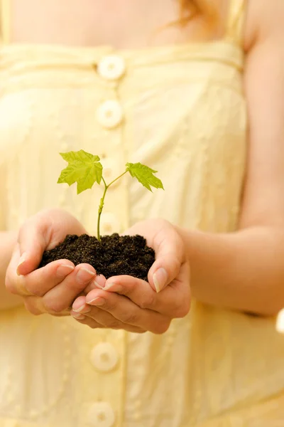 Plant with soil in hands