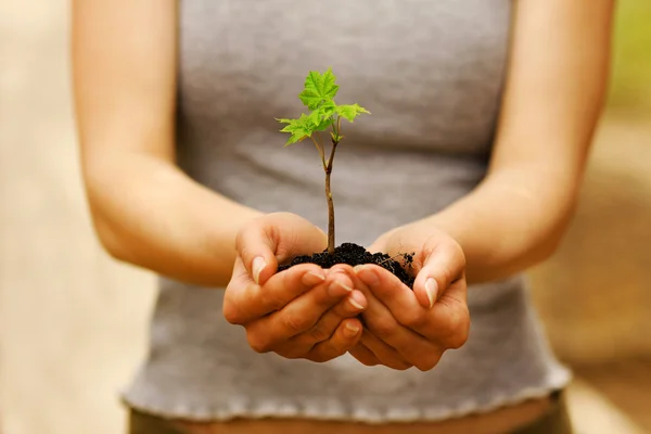 Plant with soil in hands