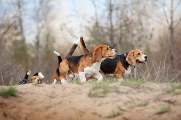 Group of funny beagle dog running