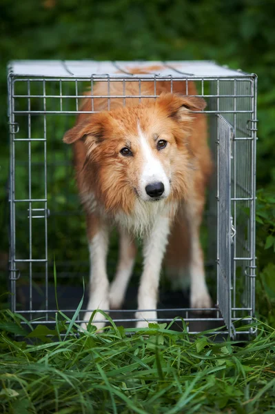 Red border collie dog standing in cage