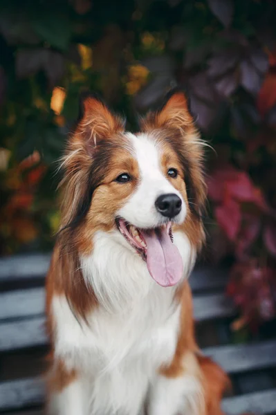 Red dog border collie portrait