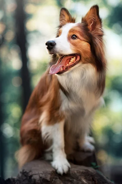 Red dog border collie in sunlight