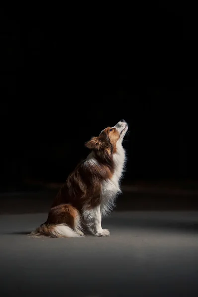 Happy dog border collie sitting in profile, studio