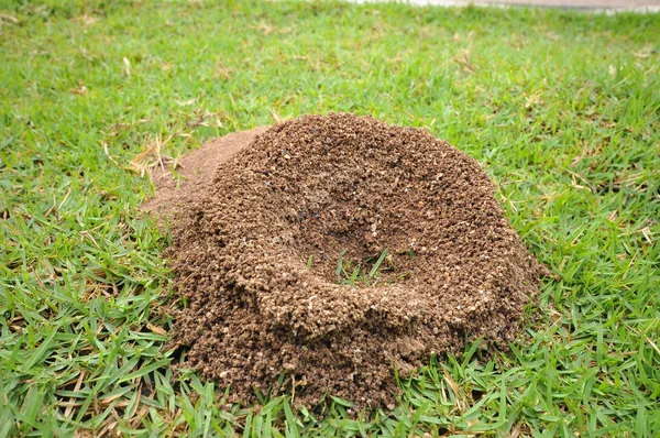 Ant\'s nest