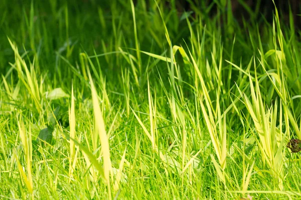 Vibrant green grass with small DOF