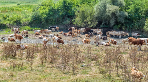 Cows resting and drinking water from a dried river