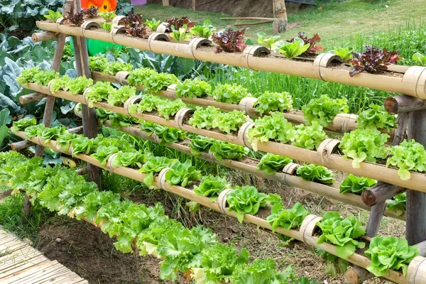 Vegetable in decorated vertical garden Idea in the city