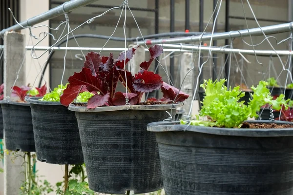 Vegetable in decorated vertical garden Idea in the city