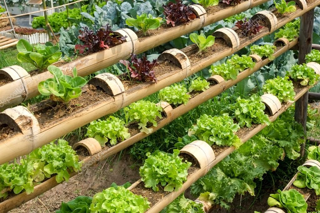 Gemüse im dekorierten vertikaler GartenIdee in der Stadt — Stockfoto