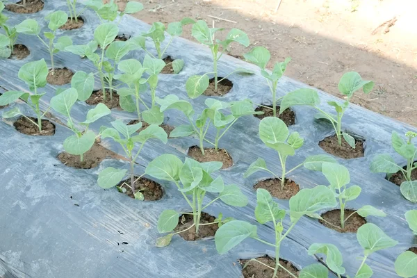 Vegetables growing out of the earth in the garden