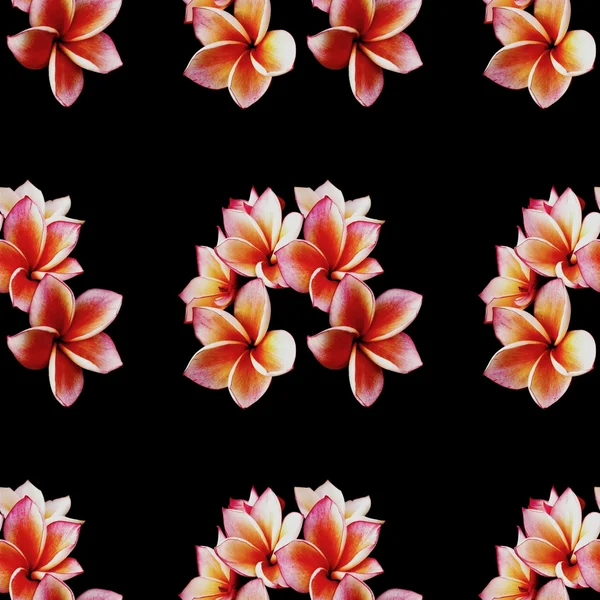 Glorious frangipani or plumeria flowers pattern background seamless design