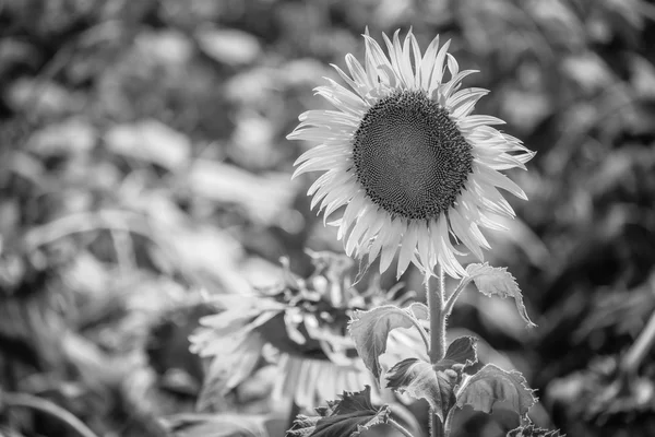 Sunflower with filter effect blabk and white style