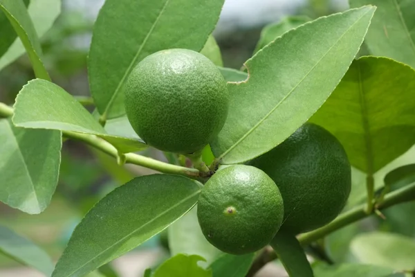 Lime fruit, Lime green tree hanging from the branches of it