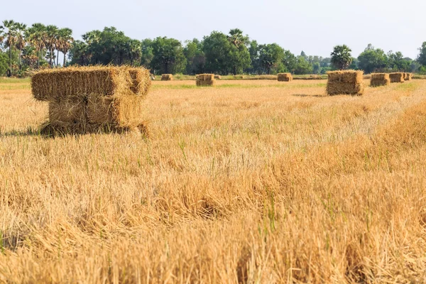 Rice straw bale